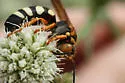 Stizus brevipennis - photo 5