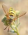 Stizus occidentalis
