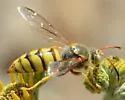 Stizus occidentalis - photo 2