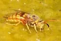 Stizus occidentalis - photo 3
