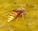 Stizus occidentalis - photo 4