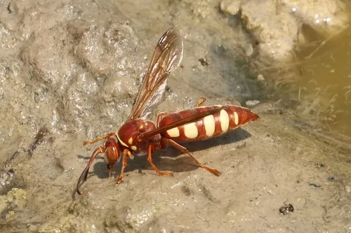 Stizus texanus