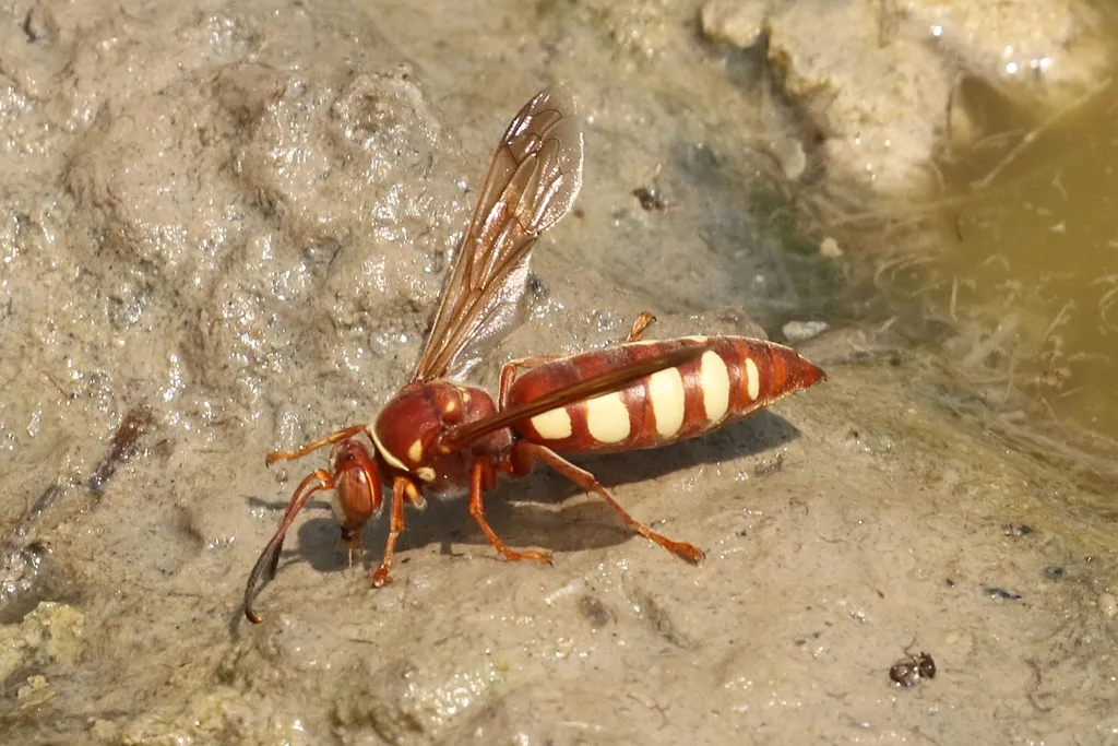 Stizus texanus - photo 2