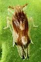 Stobaera bilobata
