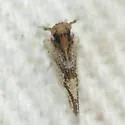 Stobaera caldwelli - photo 3