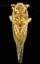 Stobaera caldwelli - photo 5