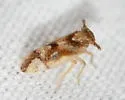 Stobaera pallida