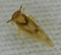 Stobaera pallida - photo 2