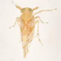 Stobaera tricarinata - photo 2