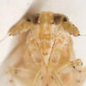 Stobaera tricarinata - photo 3