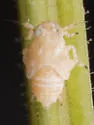 Stobaera tricarinata - photo 4