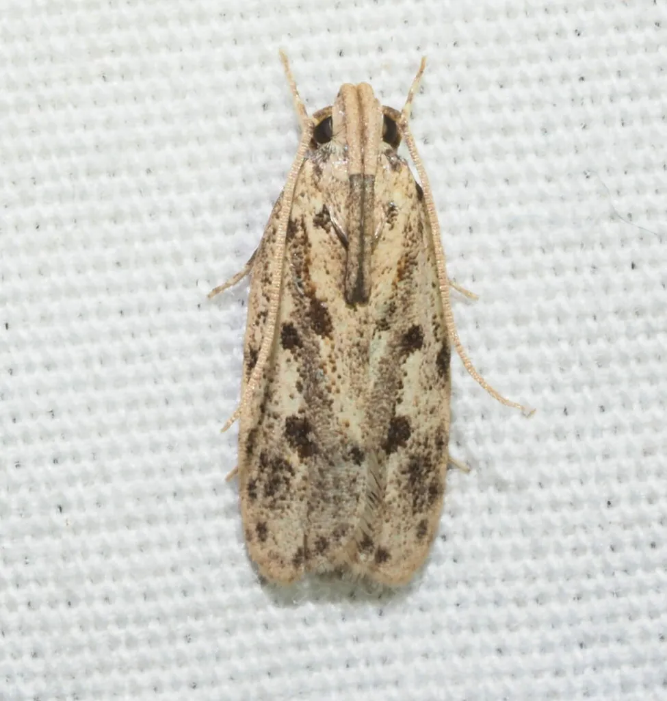 Potato Moth - photo 2