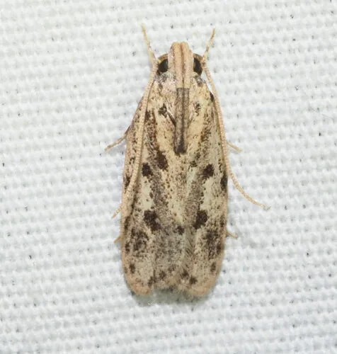 Potato Moth - photo 4