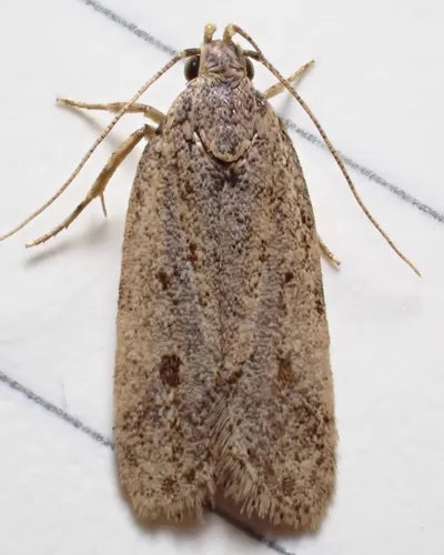 Potato Moth - photo 5