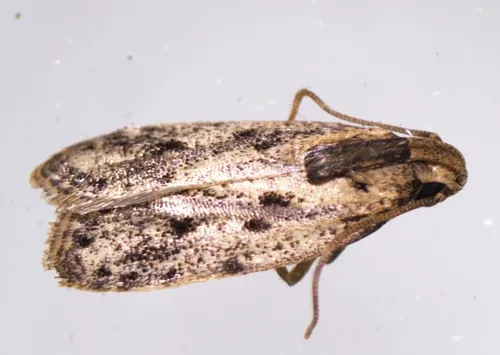 Potato Moth - photo 6