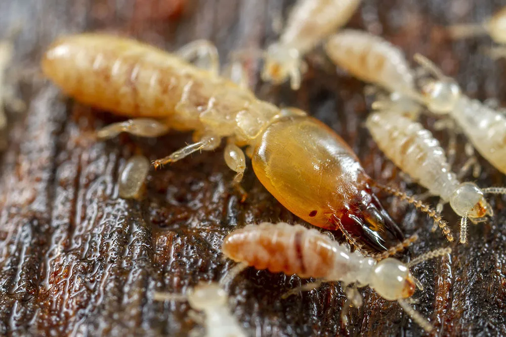 Dampwood Termites - photo 2