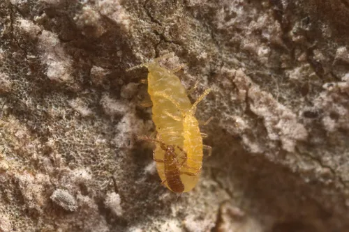 Stomacoccus platani