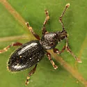 Stomodes gyrosicollis - Stomodes gyrosicollis