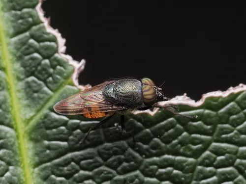 Stomorhina obsoleta
