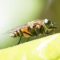 Stonemyia fera - photo 3