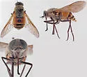 Stonemyia fera - photo 4