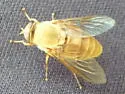 Stonemyia isabellina