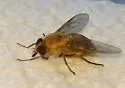 Stonemyia isabellina - photo 2