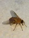Stonemyia isabellina - photo 3
