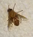 Stonemyia isabellina - photo 4