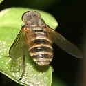 Stonemyia tranquilla - photo 2