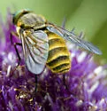 Stonemyia tranquilla - photo 5