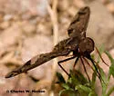 Stonyx clelia - photo 2