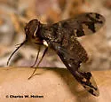 Stonyx clelia - photo 3