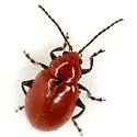 Strabala acuminata