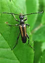 Strangalepta abbreviata - photo 2