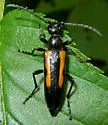 Strangalepta abbreviata - photo 3