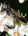 Strangalepta abbreviata - photo 4