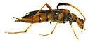Strangalia antennata