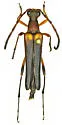 Strangalia antennata - photo 3