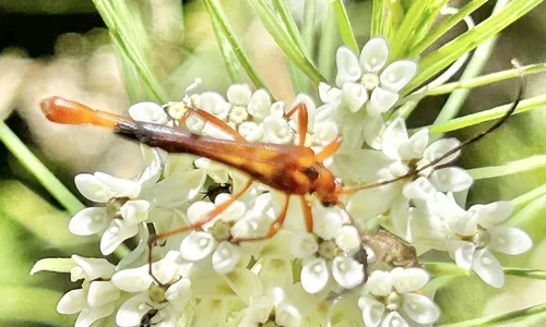 Strangalia occidentalis - photo 2