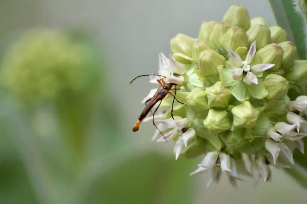 Strangalia occidentalis - photo 3