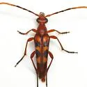 Six-spotted Flower Longhorn Beetle