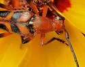 Six-spotted Flower Longhorn Beetle - photo 2