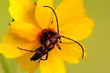 Six-spotted Flower Longhorn Beetle - photo 3