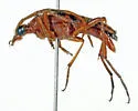 Six-spotted Flower Longhorn Beetle - photo 4