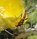Strangalia strigosa - photo 2
