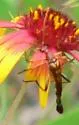 Strangalia virilis - Strangalia virilis