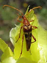 Strangalia virilis - photo 2