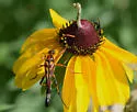 Strangalia virilis - photo 3