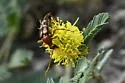 Strangalia virilis - photo 4